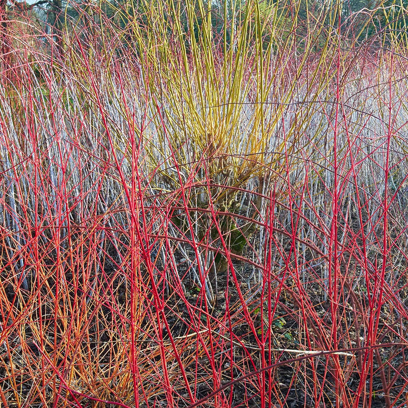 Blutroter Hartriegel Midwinter Fire