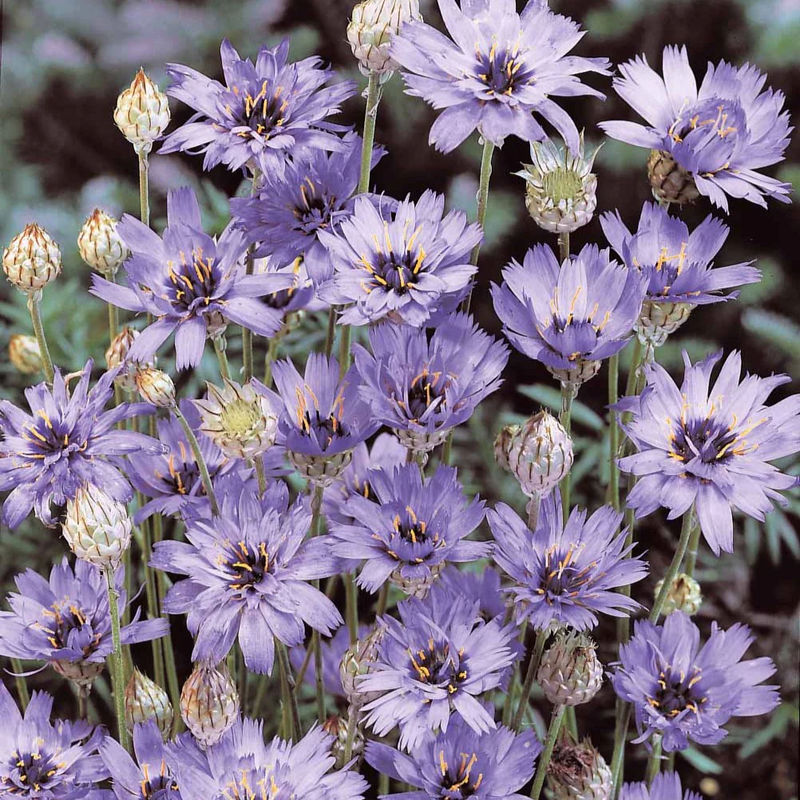 Blaue Rasselblume - Title:Die 2 töpfe / Ø 9cm