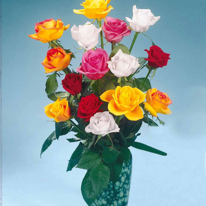 Rosen Mischung (x5)