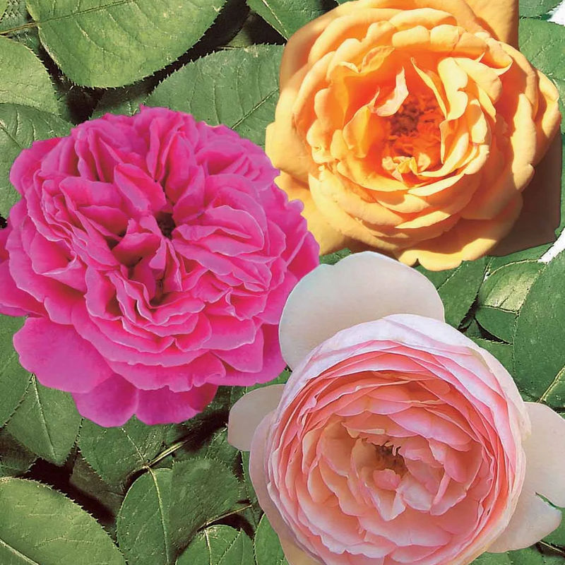 Kollektion Englische Rosen (Fish Ausgreen,Charlie,Her's Ausgreen) (x3)