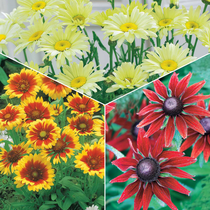 Sonnenhut, Kokardenblume, Margerite (x6)