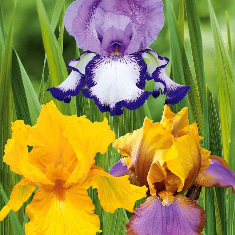 Sammlung von Garten-Iris: Lasso, Bordure, Sangreal. (x6)