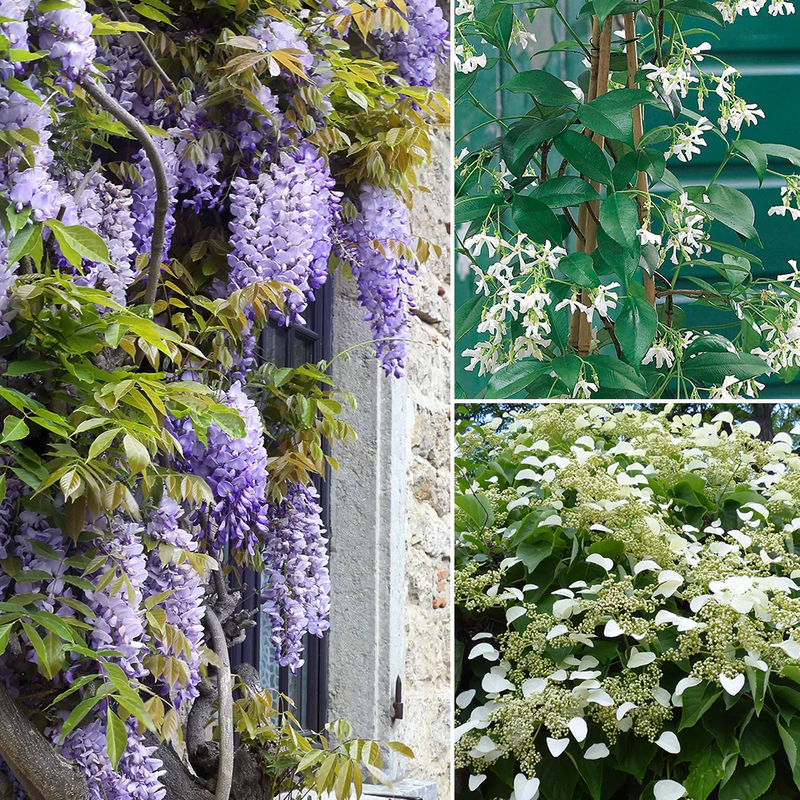Sternjasmin, Blauregen, Rispenhortensie (xC3)