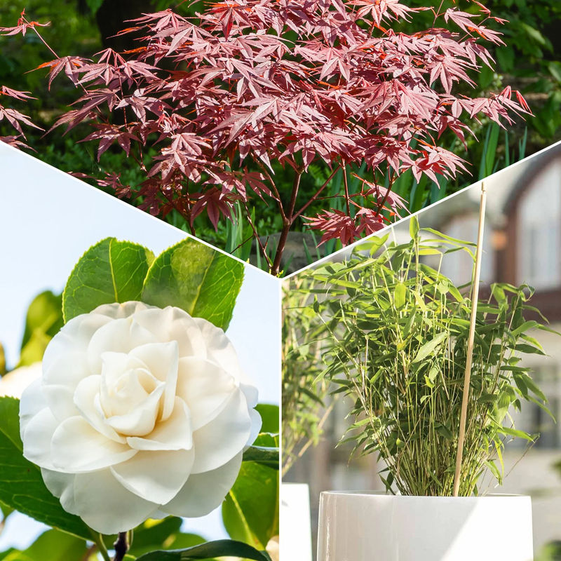 Japanische Kamelie, Muriel-Bambus, Fächer-Ahorn (x3)