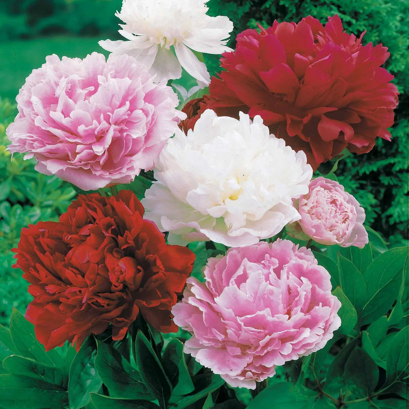 Duftende Pfingstrosen (1 rot + 1 rosa + 1 weiß) (x3)