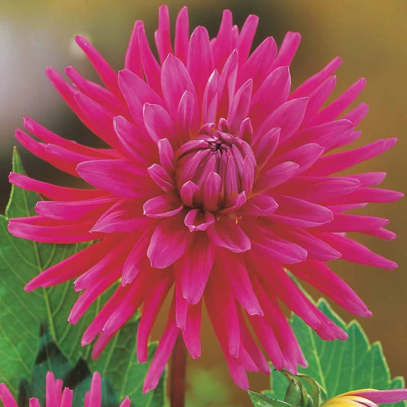 Dahlien Purple Gem (x3)