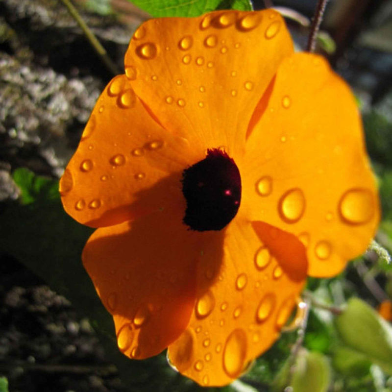 Schwarzäugige Susanne 'Orange'