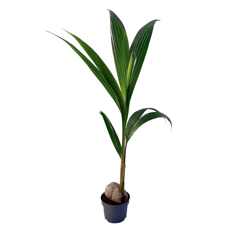 Kokospalme Cocos nucifera