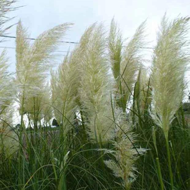 Kräuter der Pampa (x3)