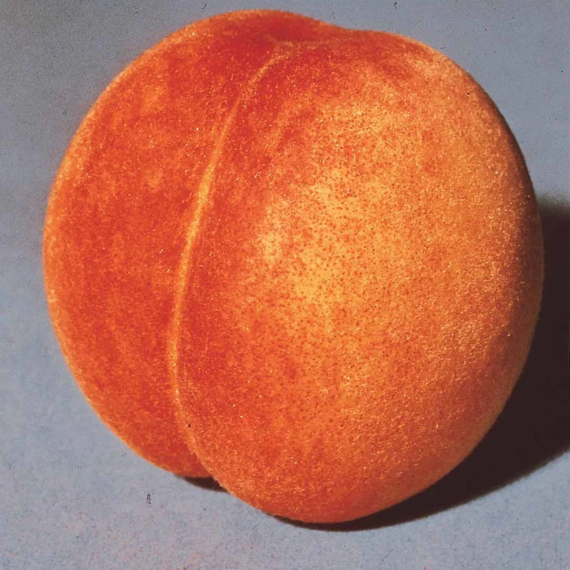 Pfirsich Amsden - Title:Der wurzelballen / spross / Lieferhöhe 80-100cm