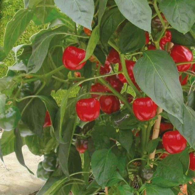 Paprika für Topf