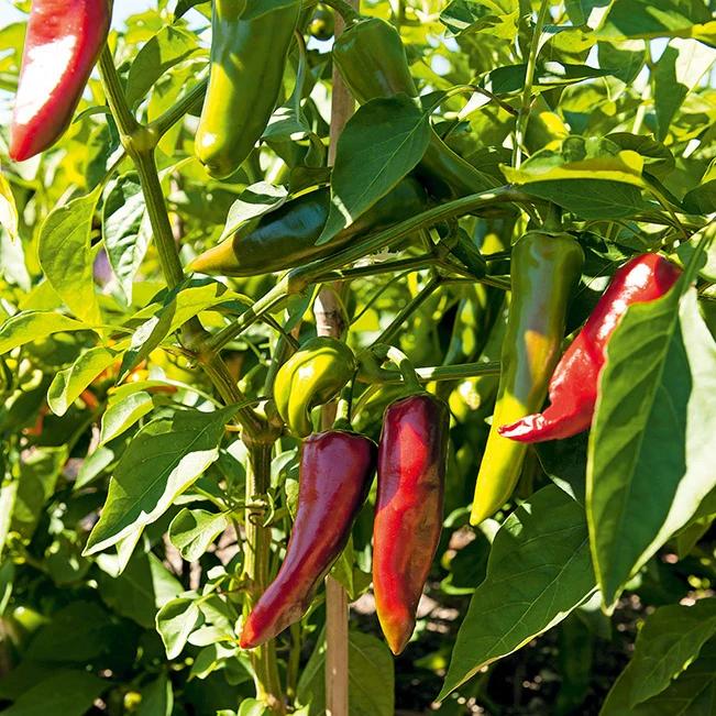 Piment d'Espelette