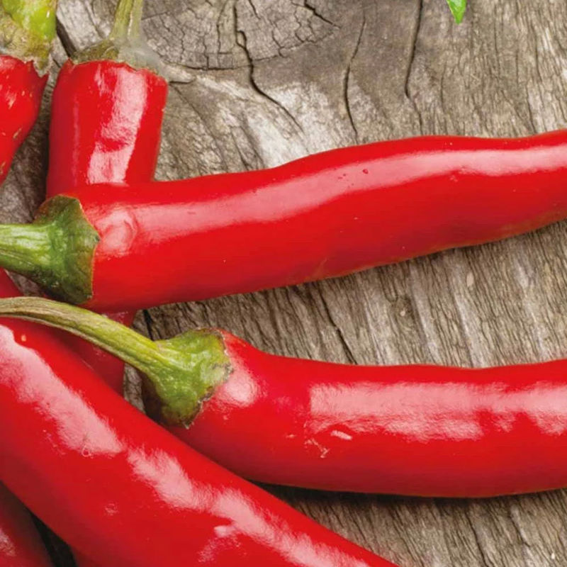 Chili Westlandse lange rode Bio