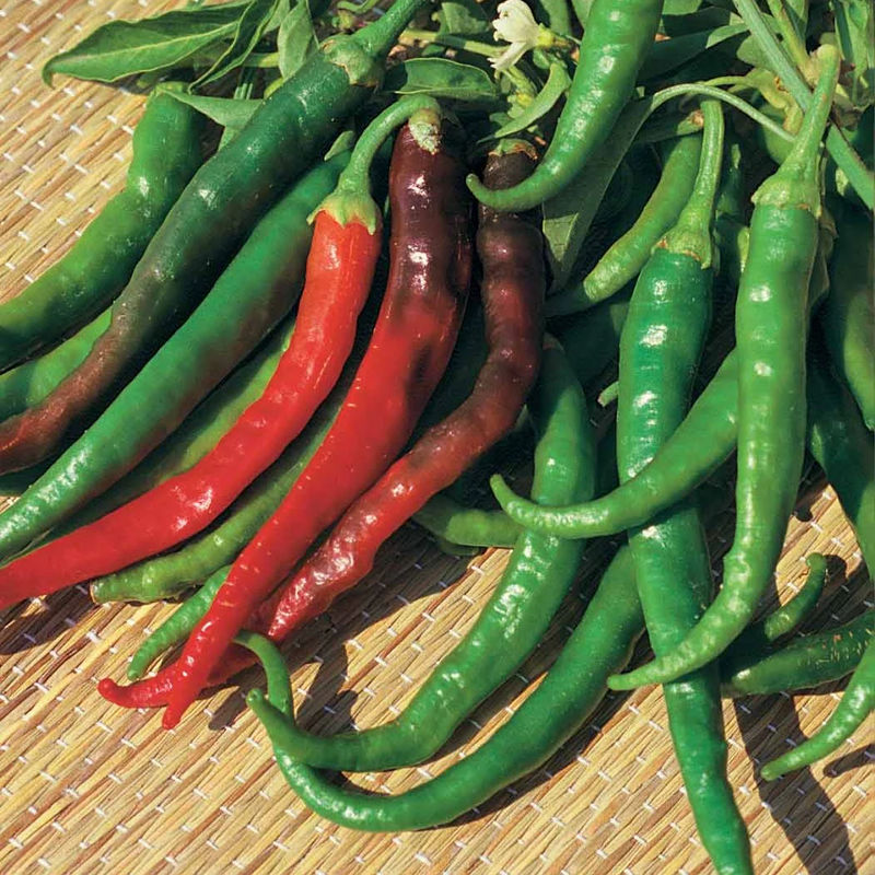 Chili Doux Long des Landes