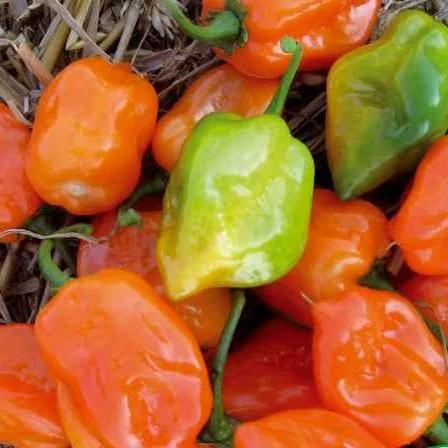 Habanero Chili