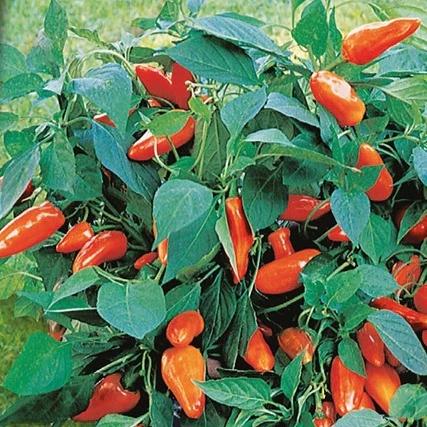 Topf-Paprika Tangerine Dream F