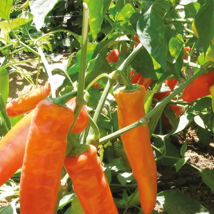 Piment ungarisch gelbes Heißwachs Bio