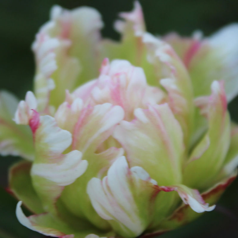 Pfingstrose Green Lotus