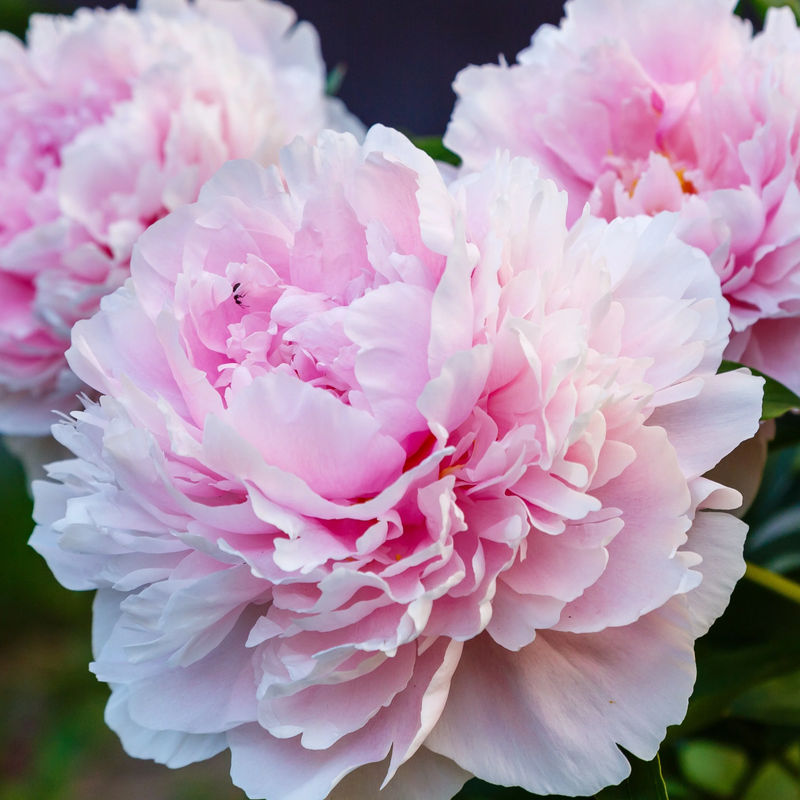 Pfingstrose 'Bella' - Title:Das beutel von 1 blumenzwiebel / kaliber I