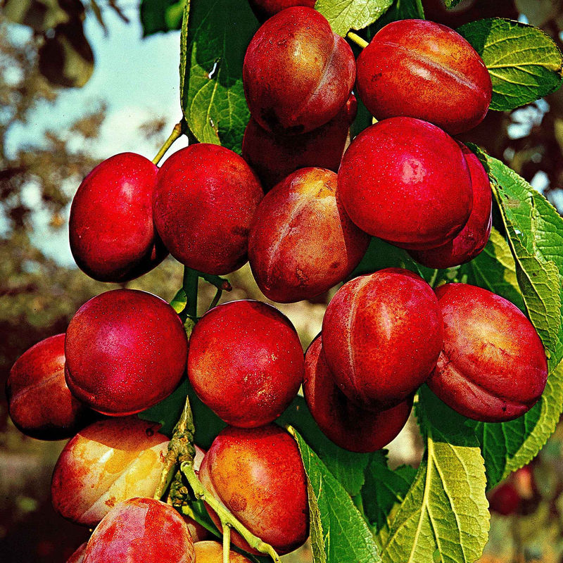 Pflaumenbaum ‘Victoria‘ - Title:Der topf / 1.5L / Lieferhöhe 50-60cm