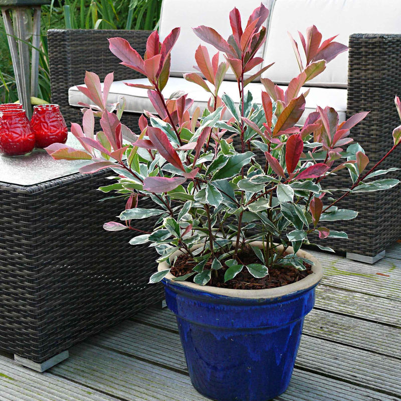 Glanzmispel 'Pink Marble'