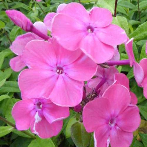 Phlox paniculatus Rijnstroom (x3)