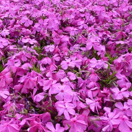 Phlox mousses McDaniel's Kissen (x3)