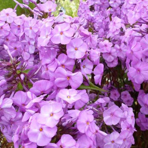 Gefleckter Phlox Rosalinde