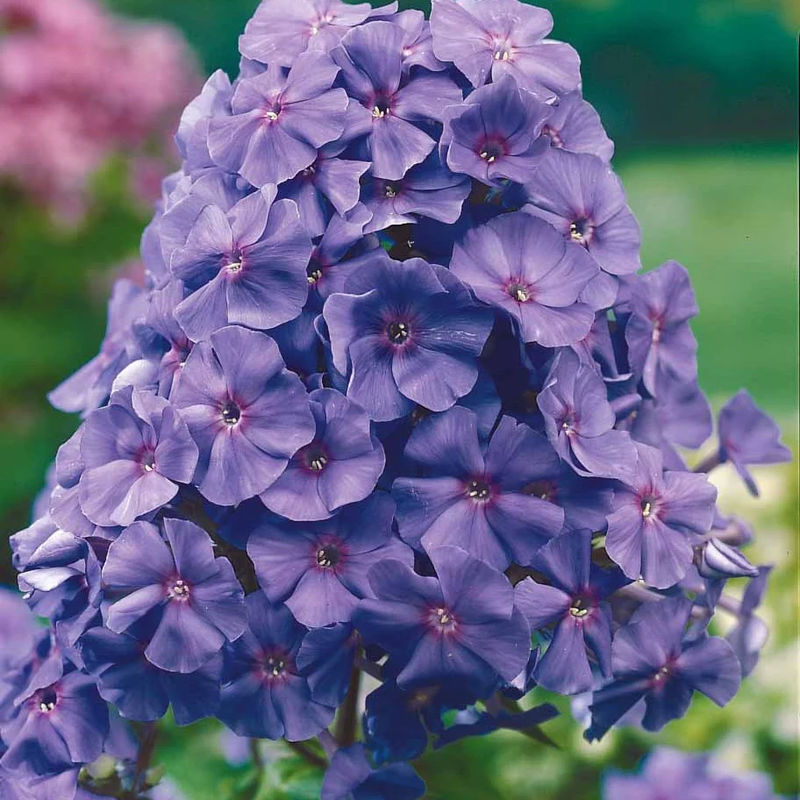 Flammenblume Amethyst