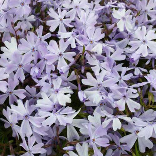 Phlox Moos Emerald Cushion Blue (x3)