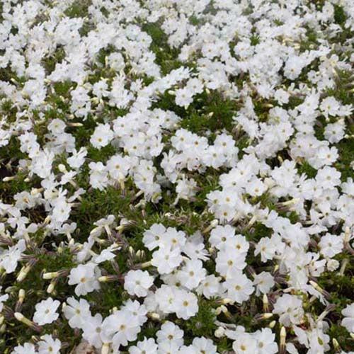 Zwerg-Phlox White Admiral (x3)