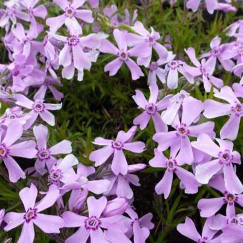 Phlox Moos Moerheimii (x3)