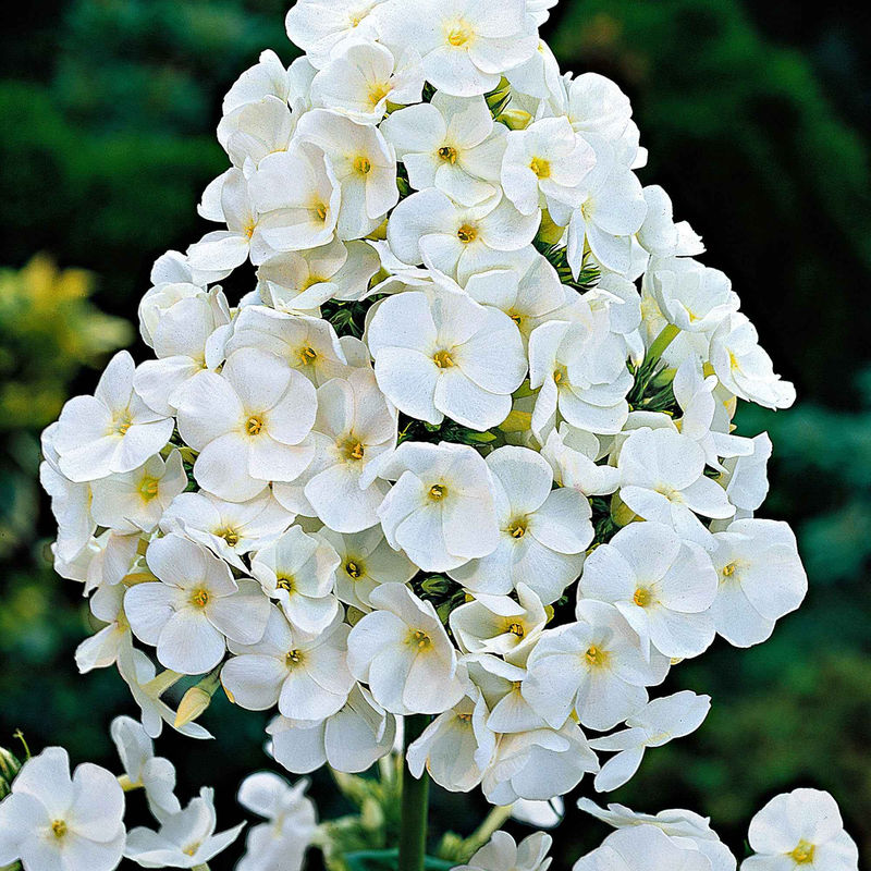 Flammenblume 'White Admiral' (x3)