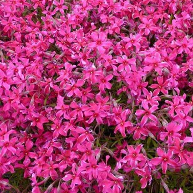 Teppich-Flammenblume Scarlet Flame (x3)