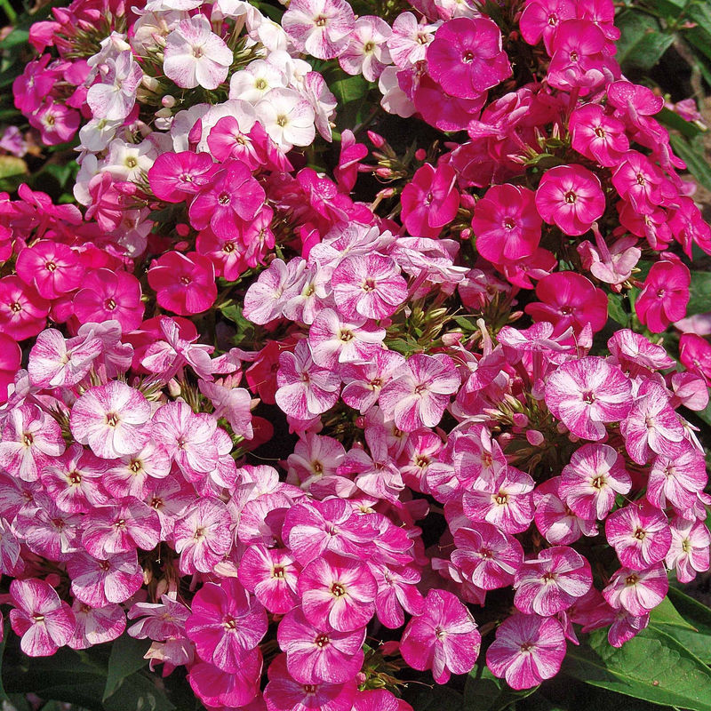 Hohe Flammenblume Potpourri (x3)