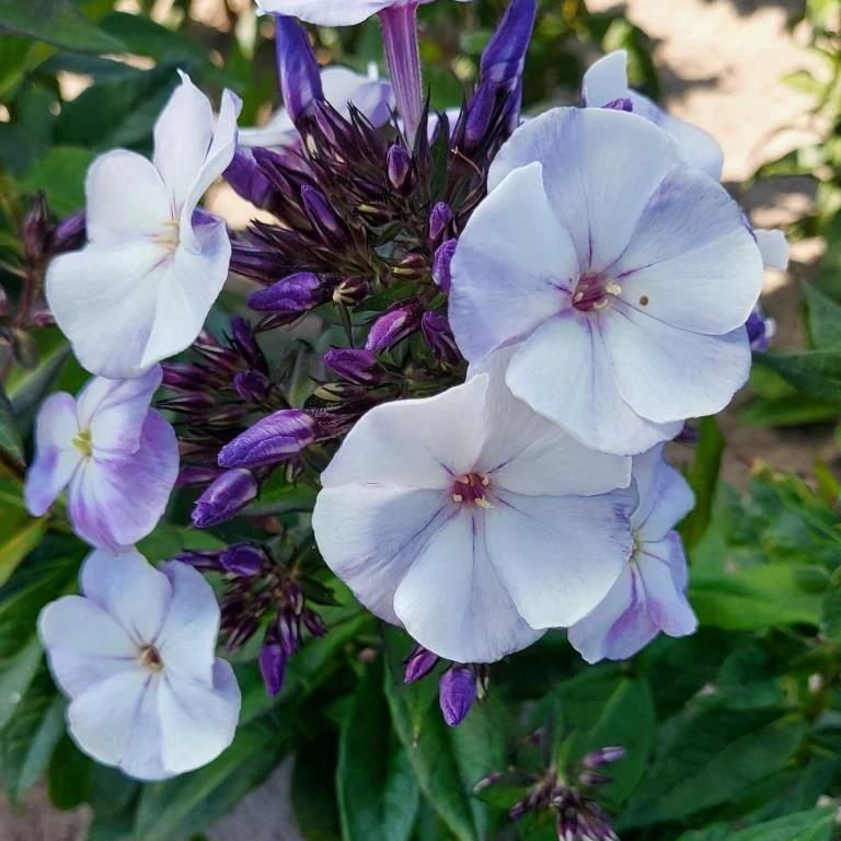 Stauden Phlox (x3)