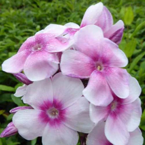 Phlox paniculatus Europa (x3)