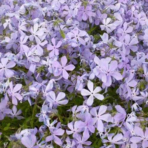 Phlox divaricata Clouds of Perfume