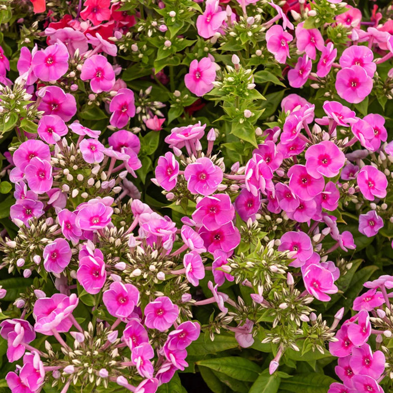 Flammenblume Bambini Desire