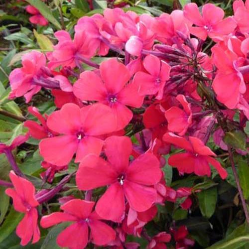 Phlox paniculata Starfire (x3)
