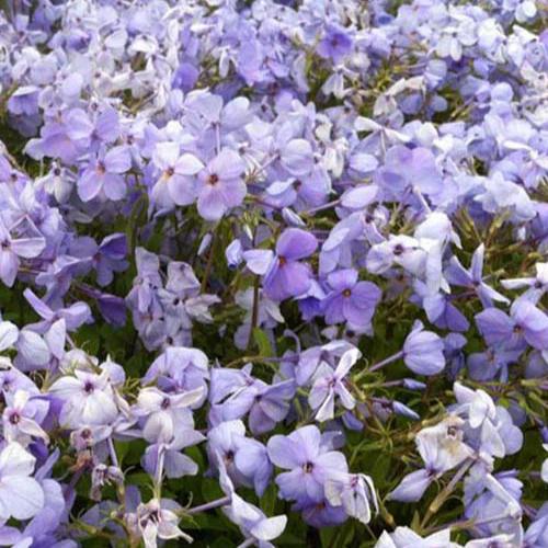 Blue Ridge Kriechender Phlox (x3)