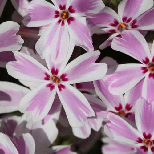 Phlox Moos Candy Stripes (x3)
