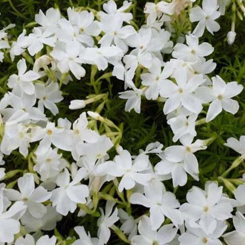 Phlox Moos White Delight (x3)