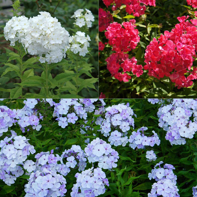 Flammenblume (rot, blau, weiß) (x3)