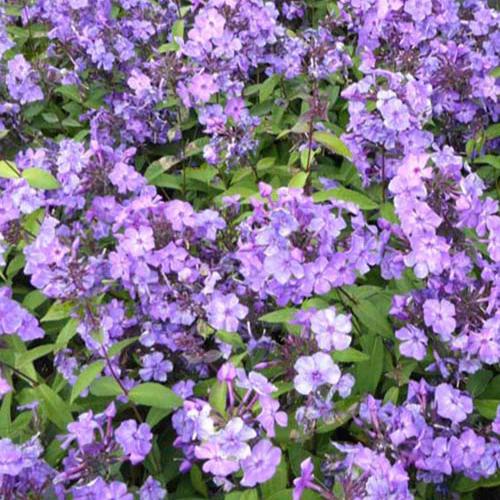 Paniculierter Phlox Blue Paradise