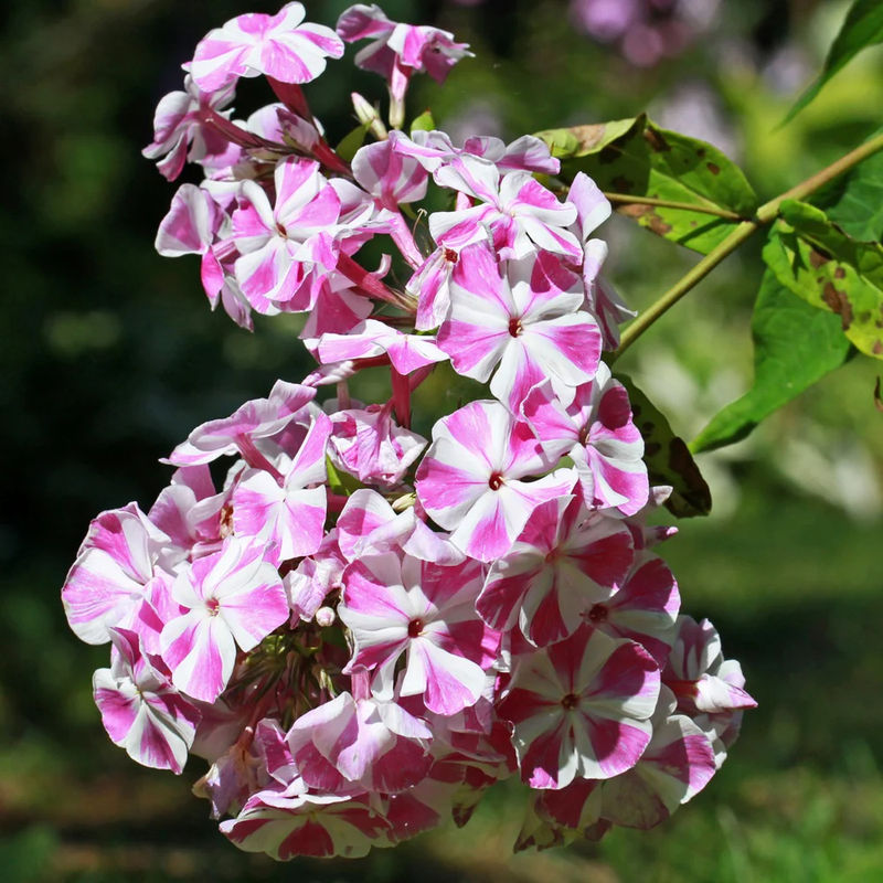 Flammenblume Bambini Candy Crush