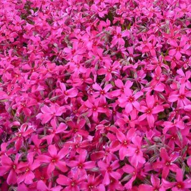Flammenblume Atropurpurea (x3)