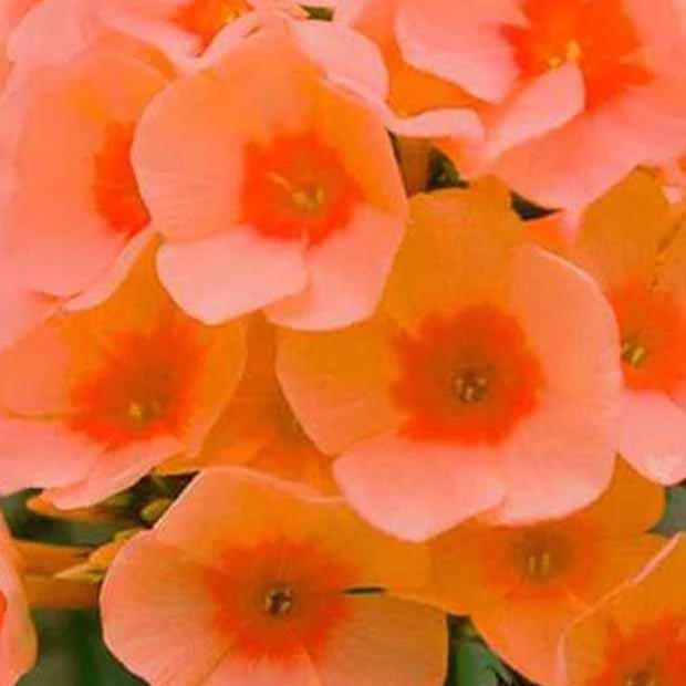Flammenblume Orange Perfection (x3)