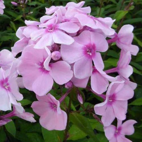 Phlox paniculatus Rosa Pastell