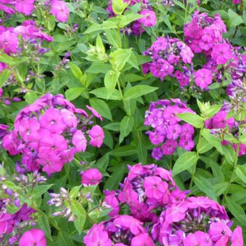 Phlox paniculatus The King (x3)